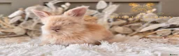 Angora rabbits for sale: BEAUTIFUL LITTER OF ANGORAS - Advert 5