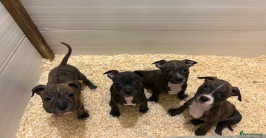 Staffordshire Bull Terrier dogs Stunning KC Staffordshire bull terrier puppies - Advert 5