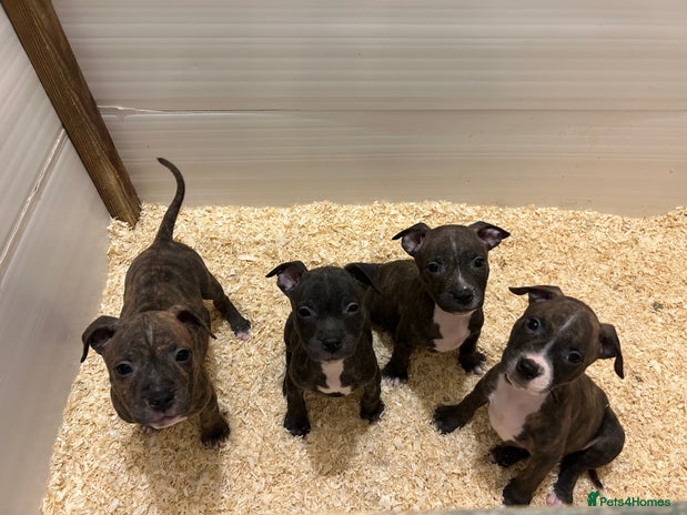 Staffordshire Bull Terrier dogs Stunning KC Staffordshire bull terrier puppies - Advert 1