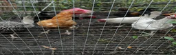 Hens poultry for sale: Hens for sale £15 each mix - Advert 4
