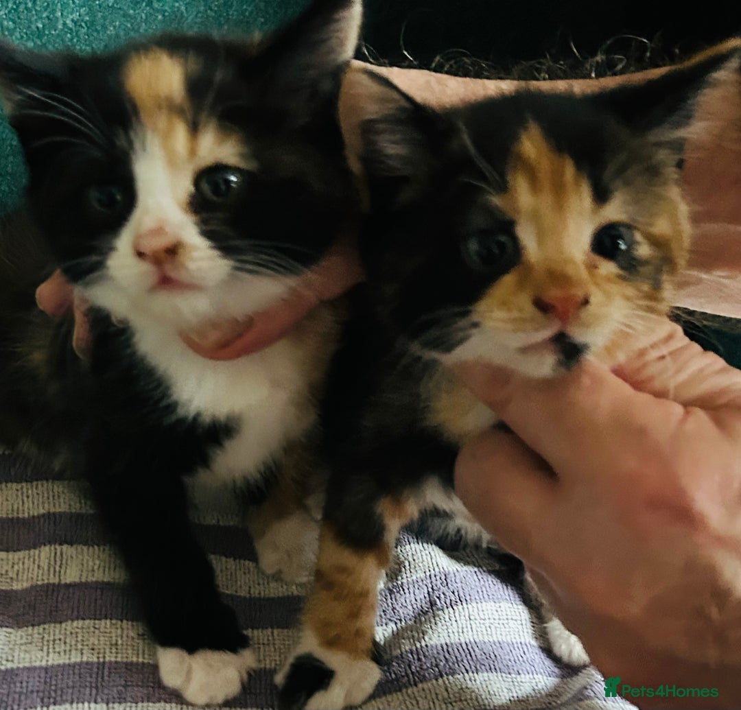 Mixed Breed cats for sale: 5 beautiful kittens - Image 3