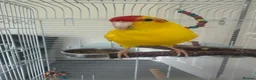 Parakeets birds for sale: 10-month-old Kakariki – Looking for a Loving Home in Birmingham - Advert 5