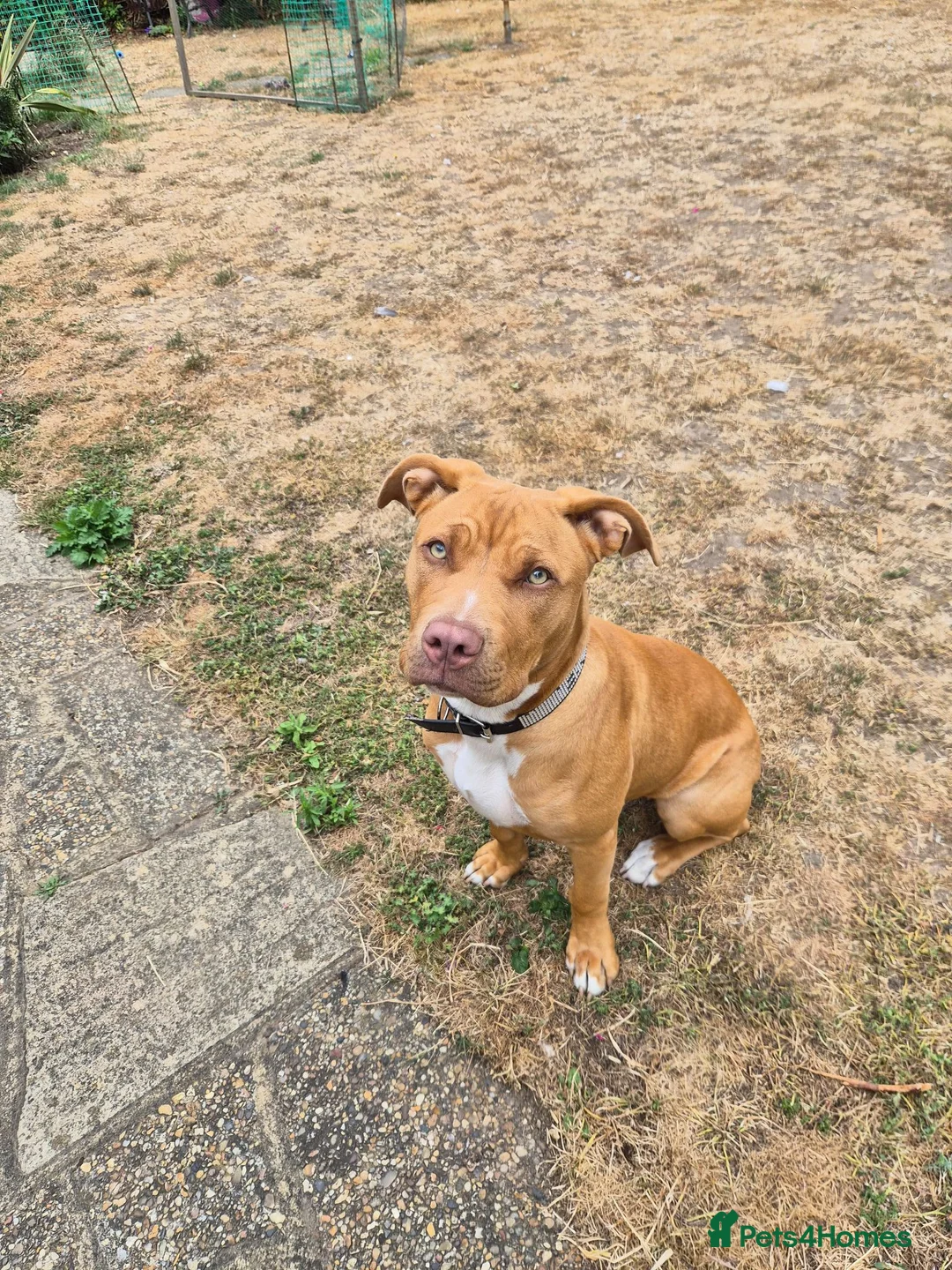 Mixed Breed dogs for sale: Staffy/cross in Felixstowe - Advert 16