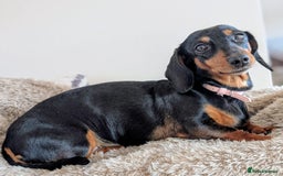 Miniature Dachshund dogs for sale: Beautiful Mini Daschounds Babies For Sale - Image 5