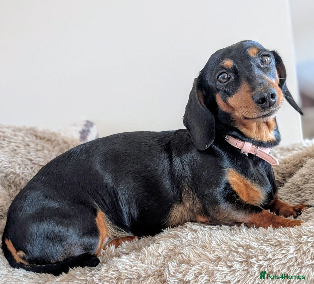 Miniature Dachshund dogs for sale: Beautiful Mini Daschounds Babies For Sale - Image 5