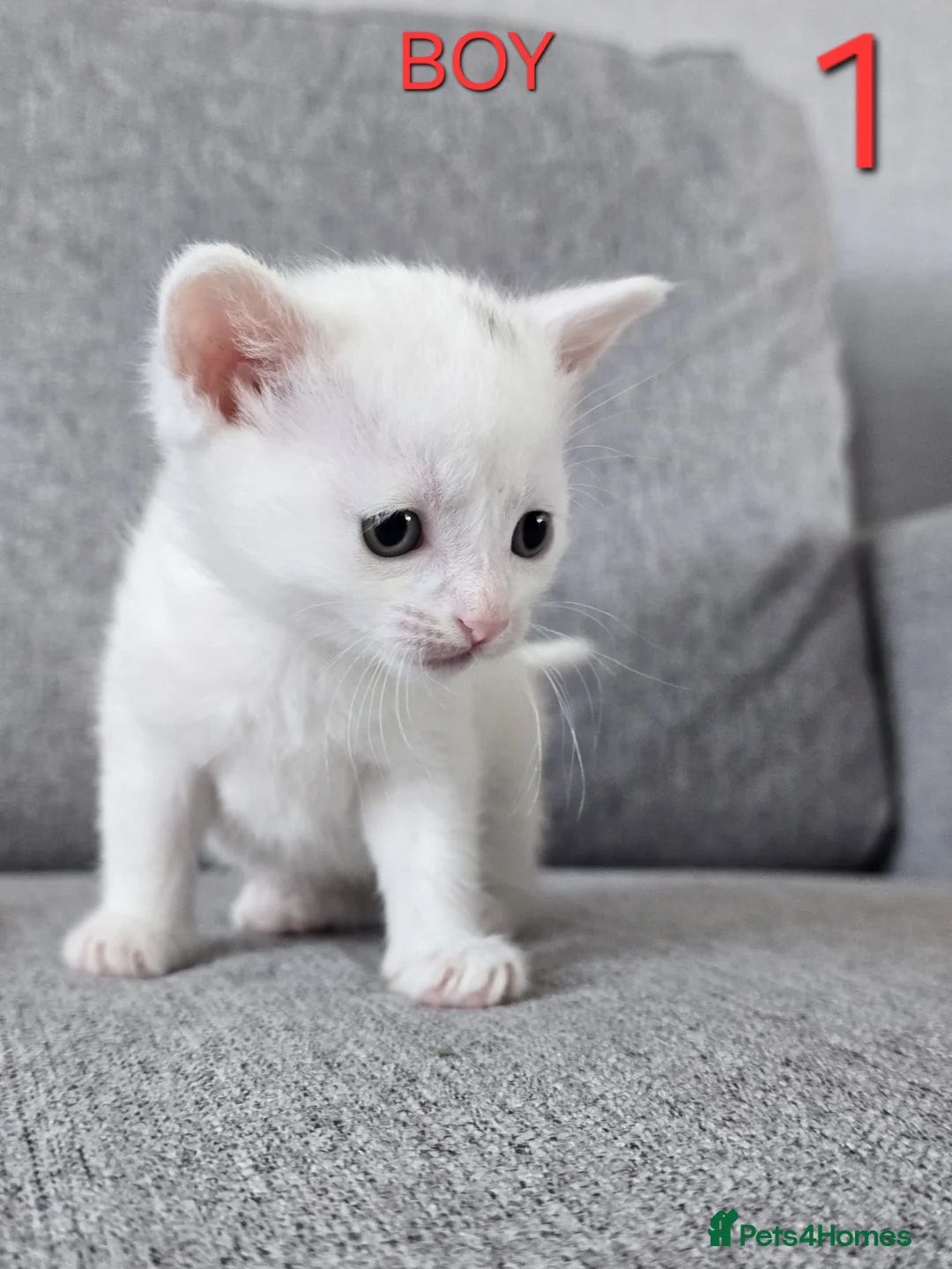 Mixed Breed cats for sale: Adorable kittens - Advert 2