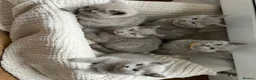 British Shorthair cats for sale: Gorgeous BSH pedigree kittens  - Advert 8