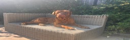 Dogue De Bordeaux dogs for stud: Full pedigree dogue de bourdeaux Stud  Available  - Advert 3