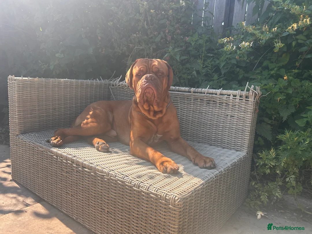 Dogue De Bordeaux dogs for stud: Full pedigree Proven dogue de bordeux Stud   - Advert 5