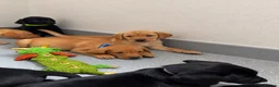 Labrador Retriever dogs for sale: Beautiful KC Labrador Pups Ready To Leave - Advert 20