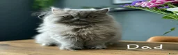 Persian cats for sale: Beautiful cream persian babies  - Advert 10