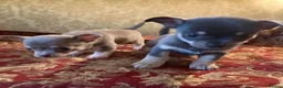 Chihuahua dogs for sale: Chihuahua puppies from licensed breeder - Advert 6