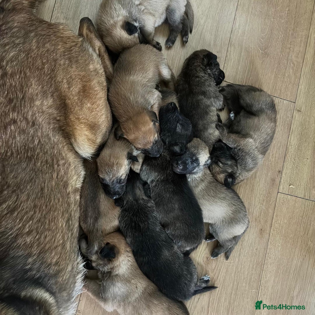 Belgian Shepherd Dog dogs for sale: 🐾 Belgian Malinois x Dutch Herder Puppies 🐾 - Image 2