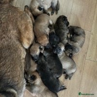 Belgian Shepherd Dog dogs - Advert 6