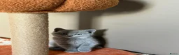 British Shorthair cats for sale: 🤍✨Exceptional GCCF Registered BSH&BLH Kittens  - Advert 31
