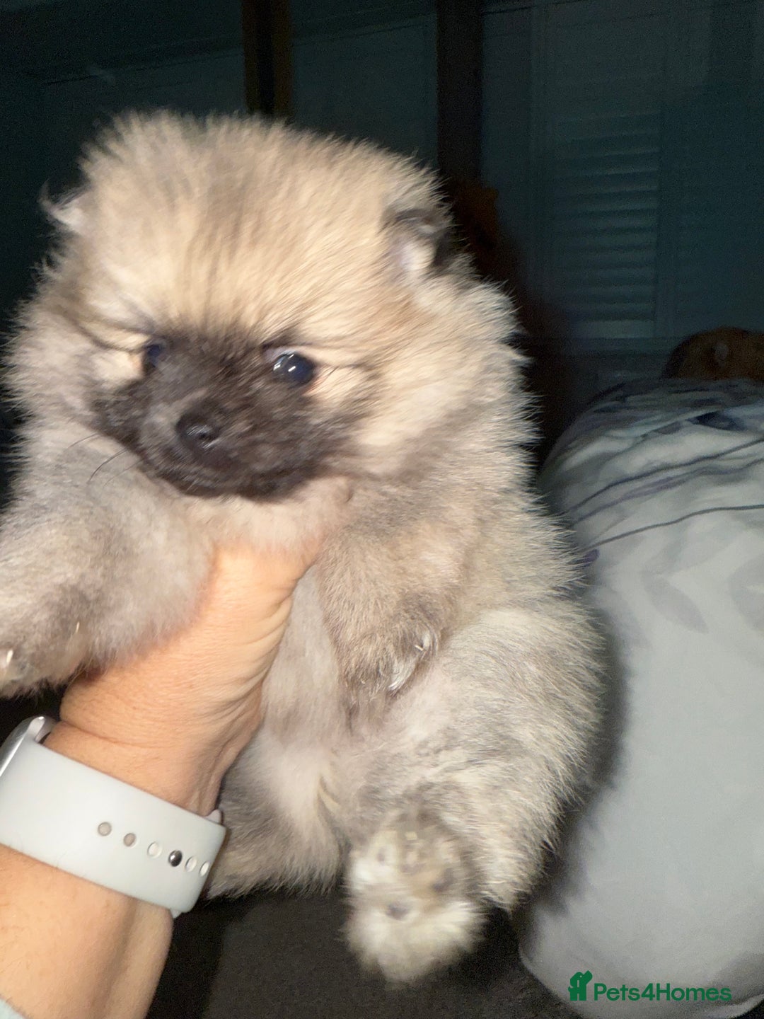 Pomeranian dogs for sale: Pomeranian puppies for sale - Advert 12