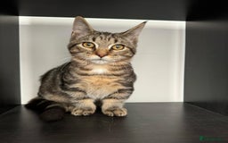 Munchkin cats for stud: MUNCHKIN STUD  - Advert 1