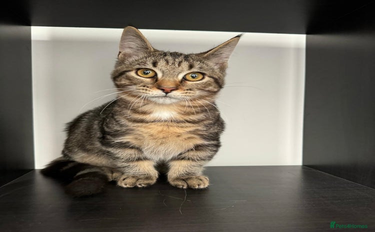 Munchkin cats MUNCHKIN STUD  - Advert 1