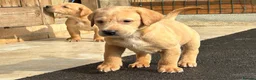 Labrador Retriever dogs for sale: KC REGISTERED LABRADOR PUPPIES - Advert 20