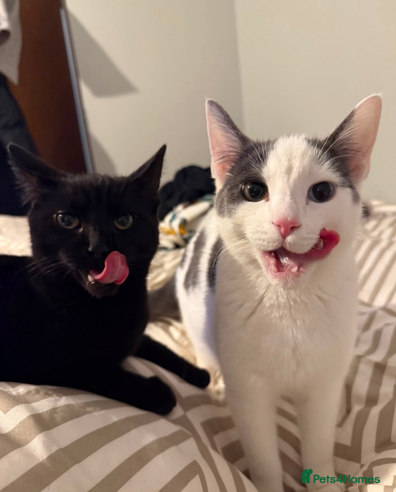 Mixed Breed cats 1 year old Male cats rehome together - Advert 14