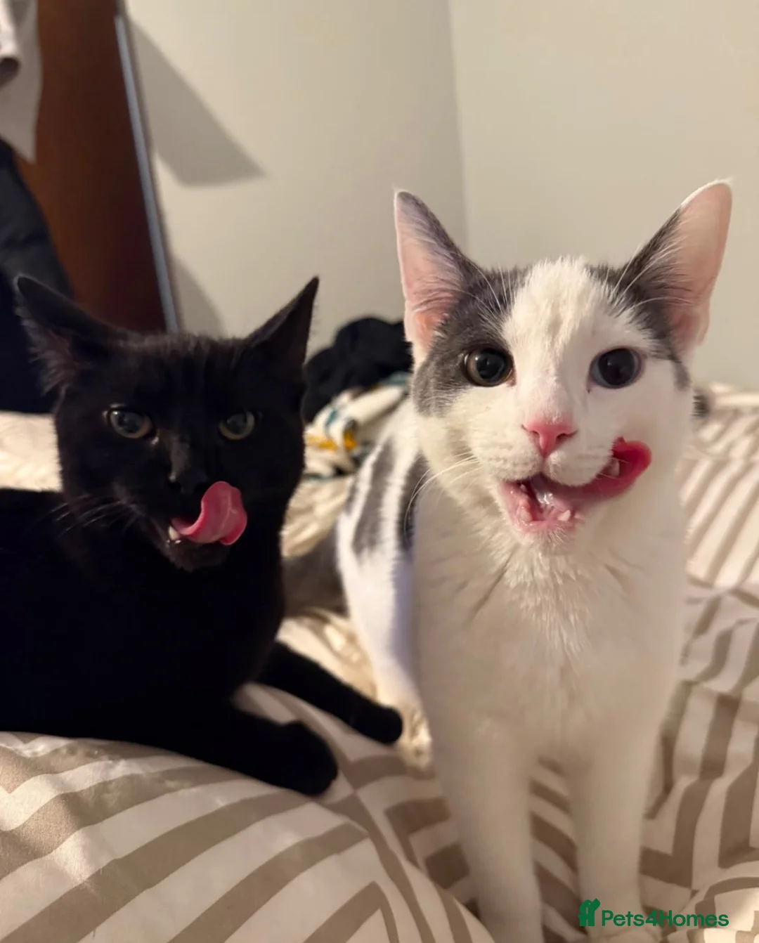 Mixed Breed cats for sale: 1 year old Male cats rehome together in Hope Valley - Advert 1