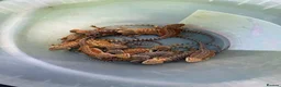 Bearded Dragon reptiles for sale: Beautiful Baby Bearded Dragons Available - Advert 7