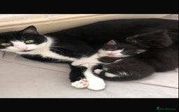 Domestic Shorthair cats for sale: 2 Kittens for Sale ASAP  - Image 3