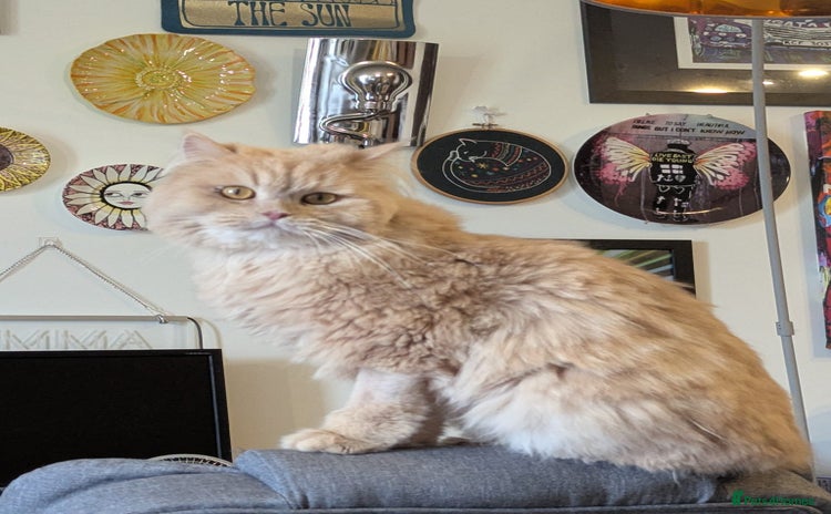 Persian cats - Advert 1