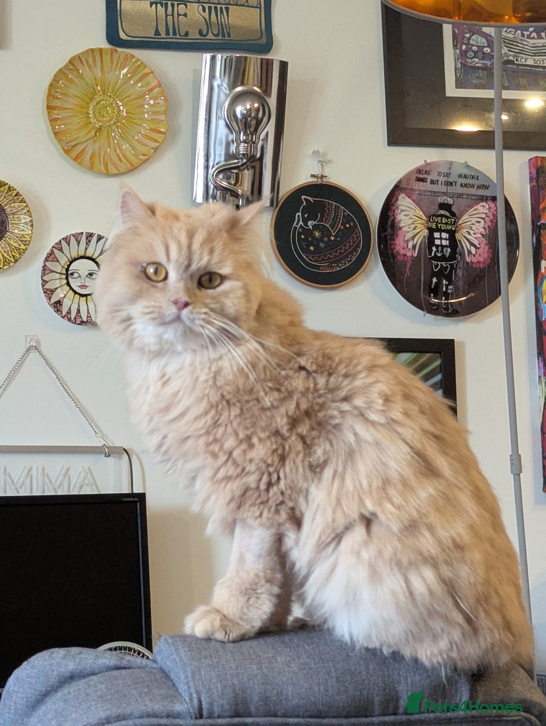 Persian cats for adoption: SIMBA TYPICAL PERSIAN BOY BEAUTIFUL MEDIUM ENERGY  - Image 1