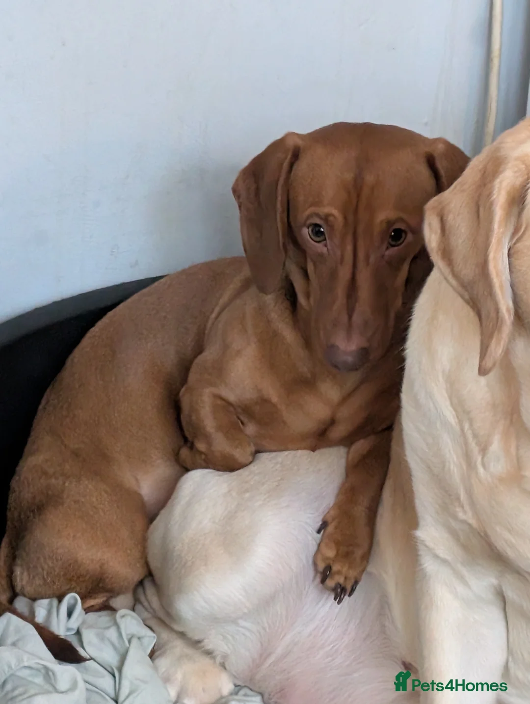 Dachshund dogs for sale: Charlie the Sausage pup - Advert 7