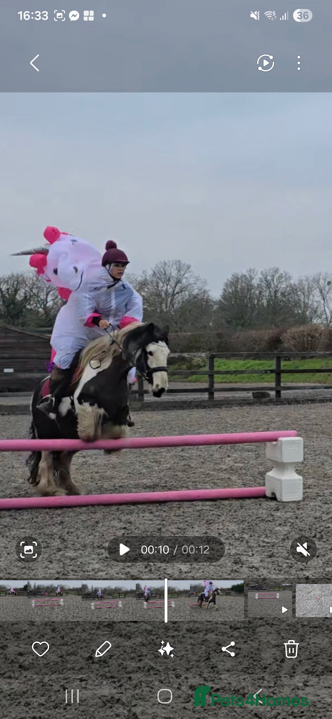 Irish Cob horses for sale: 13.1h Gypsie Cob gelding. - Advert 3