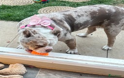 Olde English Bulldogge dogs for sale: Female OEB 11 months old - Image 4