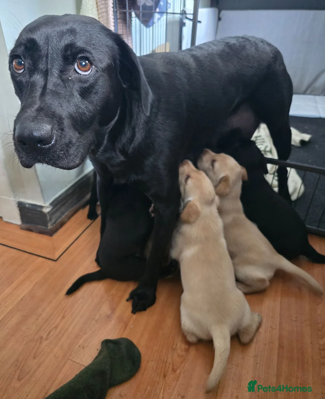 Labrador Retriever dogs for sale: Beautiful labrador puppies in Stirling - Advert 2