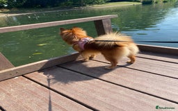 German Spitz dogs for sale: German spitz 🐾🐶🎀 - Image 2