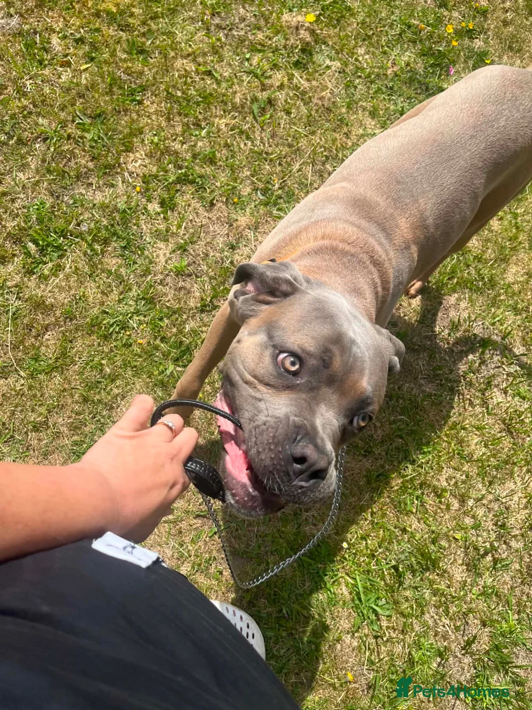 Cane Corso dogs for sale: 13month old formantino cane corso in Salisbury - Advert 2