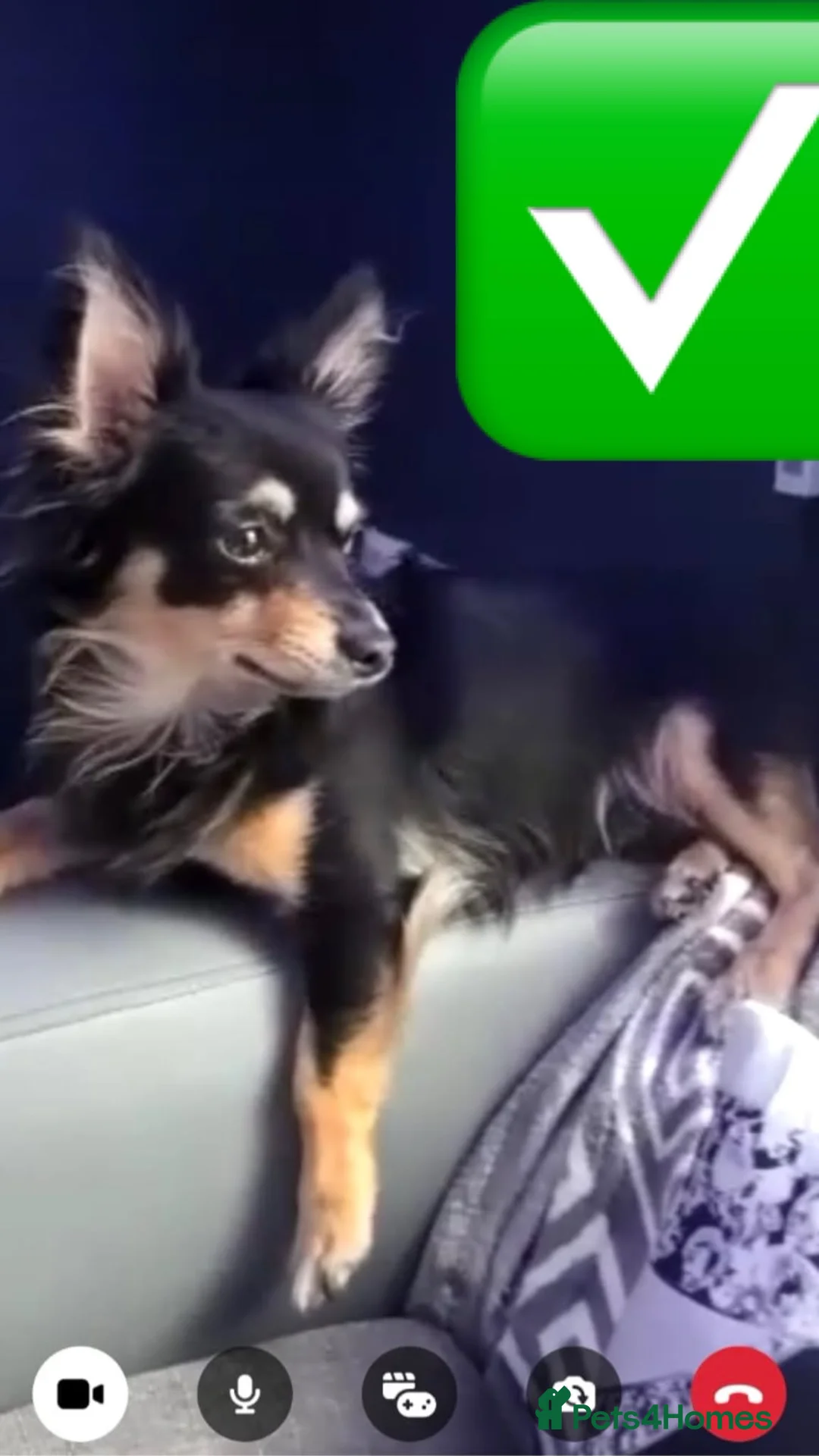 Chihuahua dogs for sale: 9 weeks old Chihuahuas ready to leave  - Advert 5