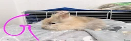 Lionhead rabbits for sale: 🐰 Adorable Rabbits Looking for Loving Homes 🐰 in Coventry - Advert 16