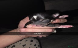 Chihuahua dogs for sale: 4 chihuahua girls - Advert 15