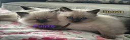 Ragdoll cats for sale: Ragdoll Kittens, Ready Now - Advert 15