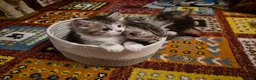 Mixed Breed cats for sale: Main Coon Mix - Advert 13