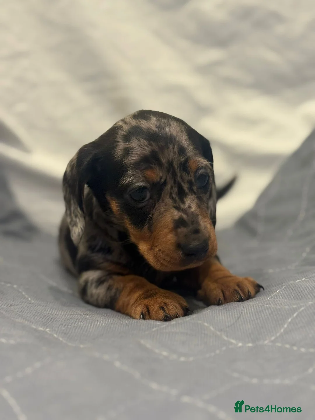 Dachshund dogs for sale: Miniature dashhound  - Advert 8