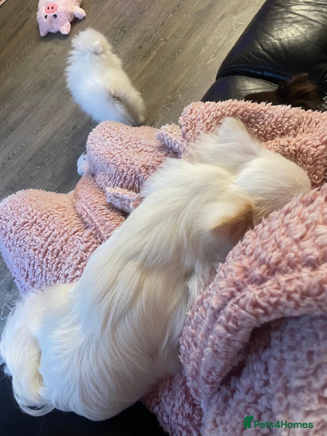 Chihuahua dogs for sale: Stunning pure white longcoat chi boy - Advert 6