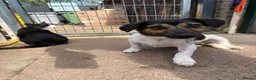Mixed Breed dogs for adoption: Gumbo - Norwich Norfolk  - Advert 20