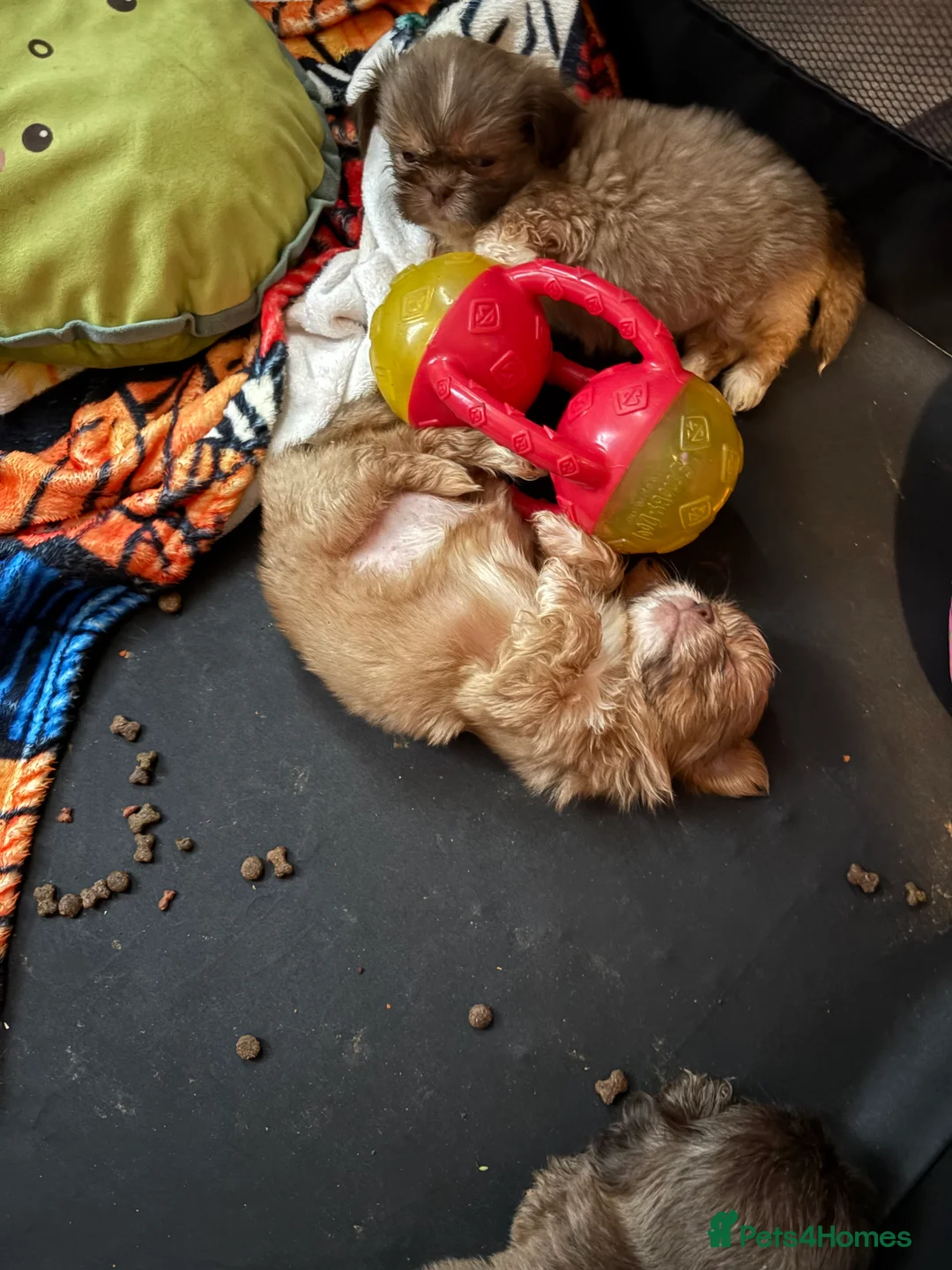 Shih Tzu dogs for sale: Imperial Shih Tzu's - Advert 2
