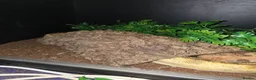 Python Snake reptiles for sale: 5x royal pythons and set ups in Birmingham - Advert 9