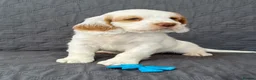 Clumber Spaniel dogs for sale: Kc Registered Clumber Spaniels - Advert 4