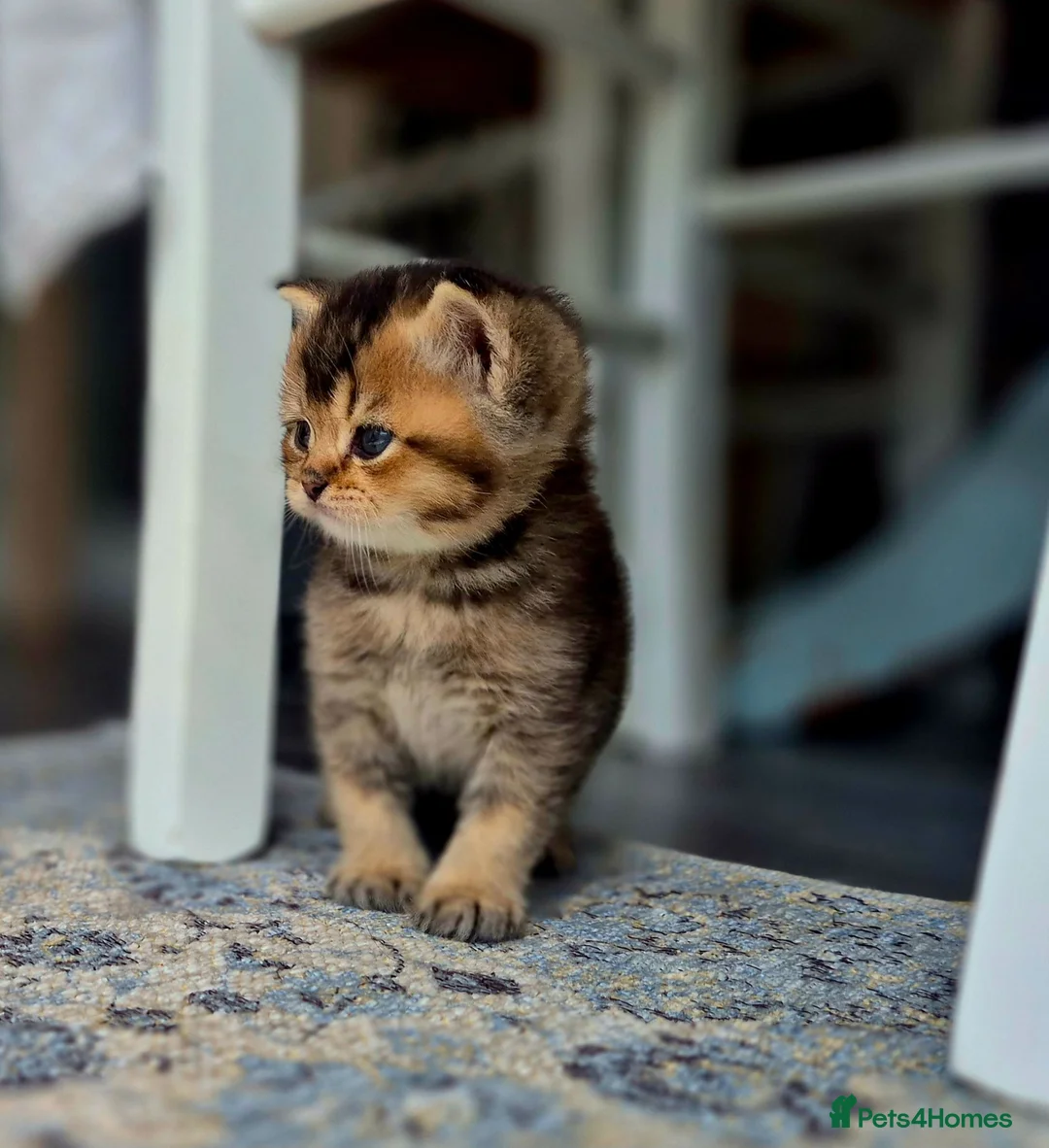 British Shorthair cats for sale: Champion bloodline, Health tested,Pedigree BSH - Advert 21