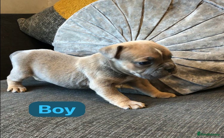 Mixed Breed dogs - Advert 5