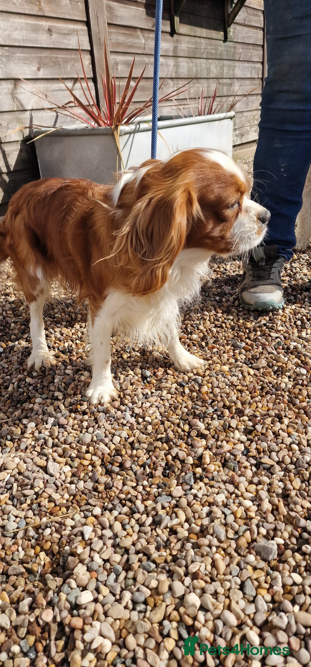 Cavalier King Charles Spaniel dogs for stud: Blenheim Cavalier King Charles Stud in Warwick - Advert 7