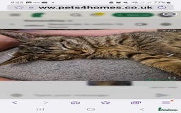 Ragdoll cats for sale: Ragdoll cross - Image 7